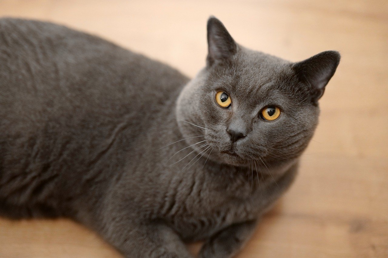 Understanding the Unique Nature of the British Longhair